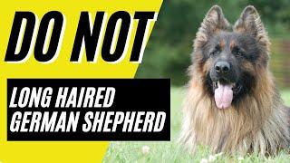 7 Reasons You SHOULD NOT Get a Long Haired German Shepherd