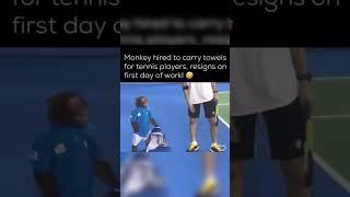 Monkey is hired for tennis player   #shorts