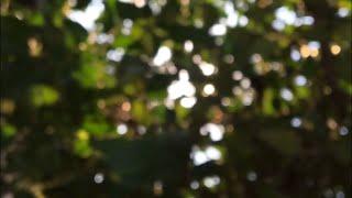 Blur Bokeh Background for videos | Nature videos