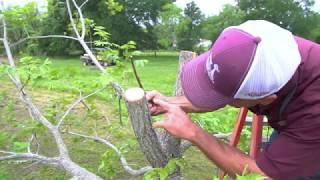 Top Working Larger Pecan Trees by Texas A&M AgriLife Extension