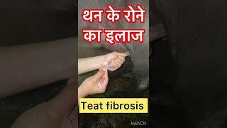 Teat fibrosis l Teat Obstruction l Teat stenosis l dr umar khan