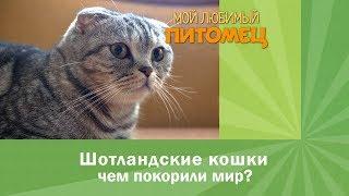 Шотландские вислоухие кошки