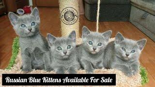 Russian Blue Kittens Available Russian Blue Cat in Mumbai Pune Delhi Kolkata Chandigarh Bengaluru