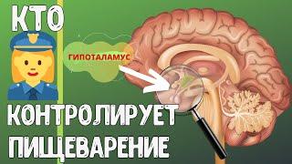 Процесс ПИЩЕВАРЕНИЯ/Нервная Регуляция пищеварения