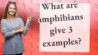 What are amphibians give 3 examples?