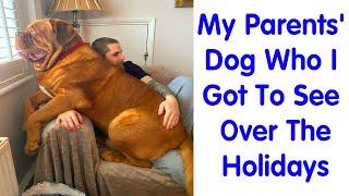 Dogs That Are Absolute Units And Don’t Know How Big They Are - funny dogs