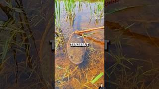 MANCING IKAN GABUS DI SAWAH⁉️#shorts #shortvideo #viral