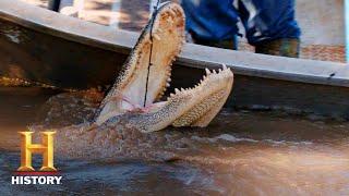 Swamp People: Landrys Compete for the Biggest Gator (Season 8) | History