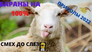 ЗАЛИПАТЕЛЬНЫЕ Приколы про БАРАНОВ, Овец, Козлов, животных | sticky jokes about rams, sheep, goats,