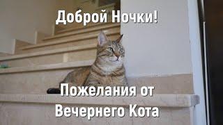 Доброй ночи - Пожелания от Вечернего Кота