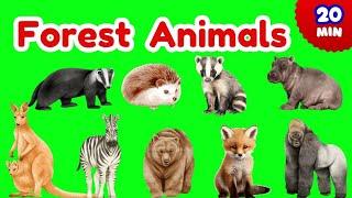 Forest animals for kids | Kids learning videos animals | 20 min #animals #kids