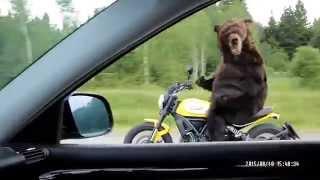 Crazy russian bear drive motorbike (meanwhile in Russia)