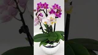 Splendid Orchids