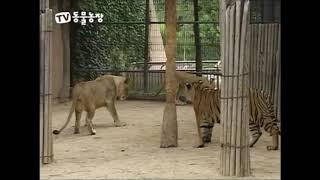 Tiger vs Lion (Tigress vs Lioness Encounters)