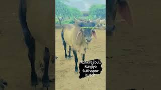 #kankrejcow best kankrej bull kunjiyo Kutch sukhapar