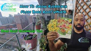 How To Grow Rudbeckia From Bare Roots Update. Bare Root Echinacea