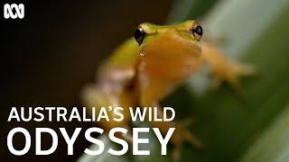 Australian animals in slow motion | Australia's Wild Odyssey | ABC TV + iview