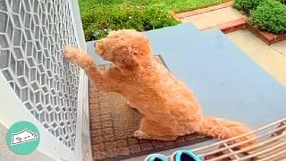 Golden Doodle Knocks On Neighbours' Door Everyday To Meet Her Friend | Cuddle Buddies