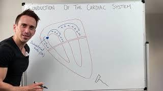 Heart Conduction & ECG (EKG) Interpretation