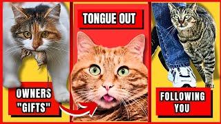 11 Strangest Cat Behaviors Explained | Understand Your Cat Better