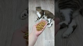 Cat  Marbles Reverse Video #asatisfyingvideofamily #reverse #asmr