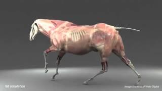 Анатомия лошади 3 D