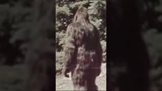 Does This 1981 Photo Rival The Patty Film? #shorts #shortsvideo #shortsfeed #shortsyoutube #bigfoot