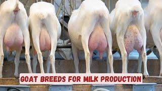 Top 10 Best Goat Breeds for Milk & Meat Production