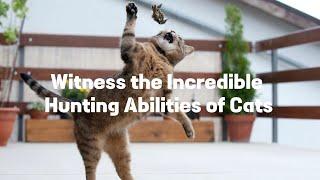 Masters of Stealth: Incredible Hunting Abilities of Cats #animals #cats #nature #hunting #prey