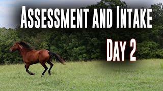 Assessment and Intake Day 2 - Horse Plus Happenings #2 | Sept 24, 2024