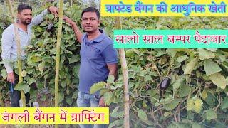 Grafted बैंगन | नई तकनीक से बैंगन की खेती | Grafted brinjal farming