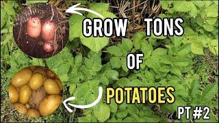 Potato Tower |Part #2| Lemon tree trim/  Banana fertilizer and more! Gardening tips 