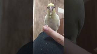 Watch how to feed your cockatiel for a happy and healthy bird! #Cockatiel #BirdCare #pets  #Shorts