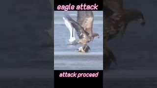 Eagle attack when fish#trending #animals #eagle #fish #attack