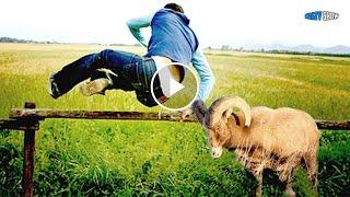 RAMS AND GOATS ARE ATTACKING! JOKES WITH SHEEP FUNNY GOATS #3