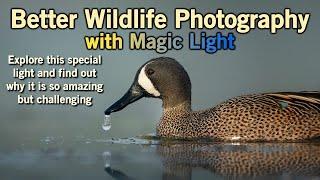 Magic Light for Wildlife Photography