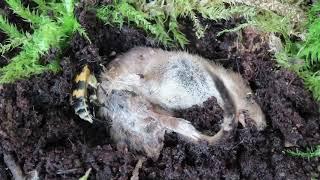 Sexton Beetle Nicrophorus vespillo pair burying a dead shrew