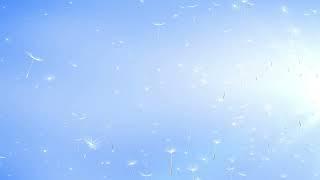 Spring Baby Sensory Video | Floating Dandelion Fluff & Relaxing Music for Babies