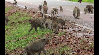 Monkey Herds Amber Huge Walking along Road