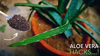 The Ultimate Guide on Aloe Vera Plant Care in Winters..!