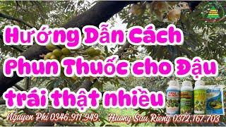 TẬP 55. HƯỚNG DẪN CÁCH PHUN THUỐC CHO ĐẬU TRÁI THẬT NHIỀU ( NGUYỄN PHI ÂĐD )