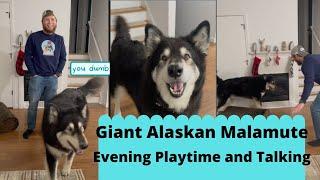 Giant Alaskan Malamute Talking and Playing!