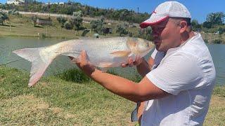 Рыбалка в Крыму поймал огромного толстолобика