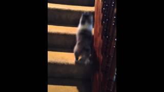 5/21/14 Enzo masters the stairs