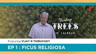 Heritage Trees of Lalbagh | Ep 01|  Ficus religiosa | Maya Films