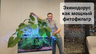 Аргентинский эхинодорус как мощный фитофильтр