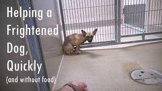 Helping a Fearful Dog, Quickly (and without food)