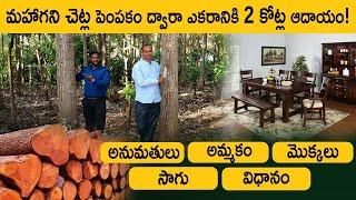 Mahogany Farming In Telugu - How To Start Mahogany Farming? Part 4 |  Kowshik Maridi | @ffreedomapp