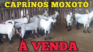 Lote à venda, 10 cabras 1 bode - Raça Moxotó