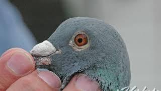 Rik Hermans: Master of Middle-Distance Racing Pigeons